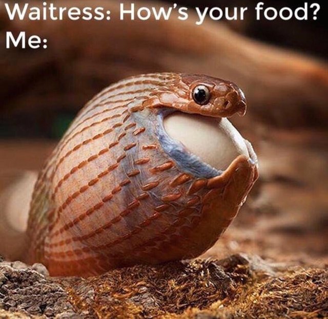 meme - snake swallowing egg - Waitress How's your food? Me