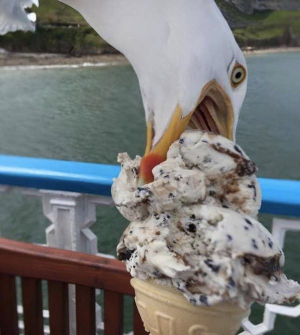bad luck seagull ice cream