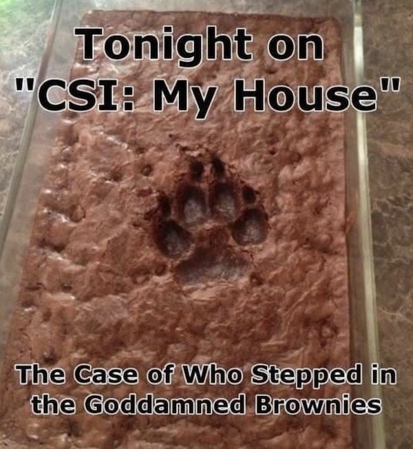 bad luck csi my house - Tonight on "Csi My House" The Case of Who Stepped in the Goddamned Brownies