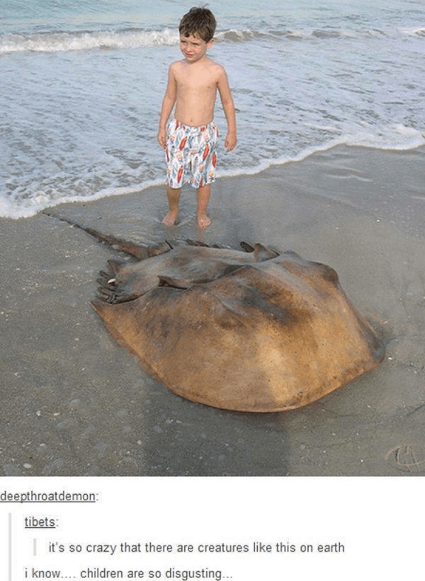 biggest horseshoe crab - deepthroatdemon tibets it's so crazy that there are creatures this on earth i know.... children are so disgusting...