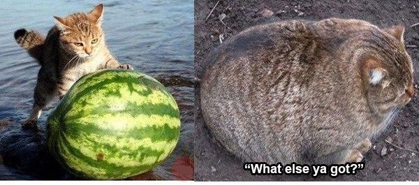 your argument is invalid watermelon - "What else ya got?"