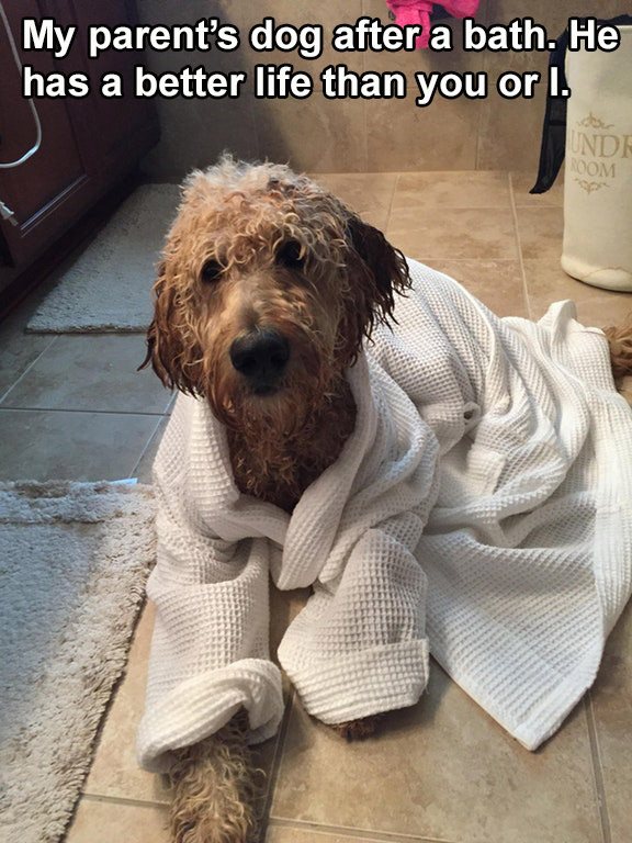 spoiled dogs - My parent's dog after a bath. He has a better life than you or I. Undt