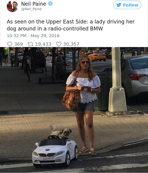 remote control cars for dogs - Neil Paine As seen on the Upper East Side a lady driving her dog around in a radiocontrolled Bmw 369 12 19,433 30,357