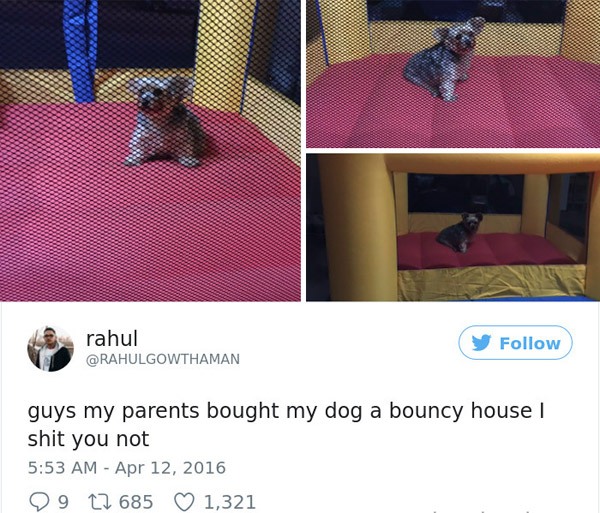 dog - rahul guys my parents bought my dog a bouncy house shit you not 29 22 685 1,321