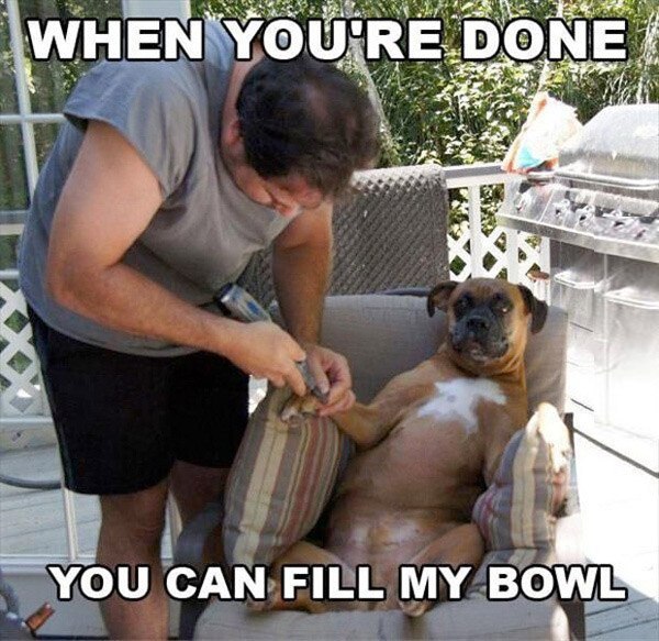 dominant dog meme - Ws When You'Re Done You Can Fill My Bowl
