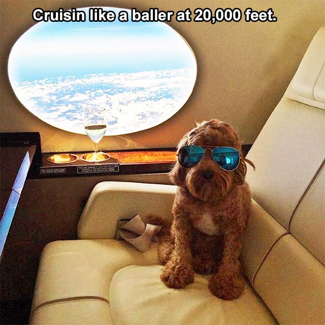spoiled dogs - Cruisin a baller at 20,000 feet.