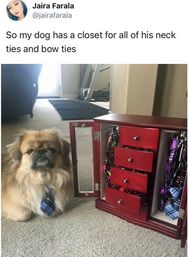 dog closet - Jaira Farala So my dog has a closet for all of his neck ties and bow ties