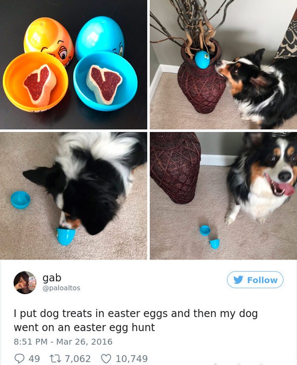 dog - gab I put dog treats in easter eggs and then my dog went on an easter egg hunt 49 22 7,062 10,749