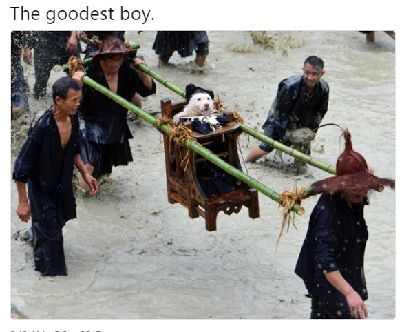 people worshipping a dog - The goodest boy.