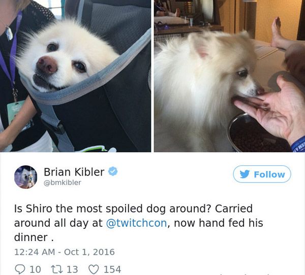 photo caption - Brian Kibler Is Shiro the most spoiled dog around? Carried around all day at , now hand fed his dinner. 10 12 13 154