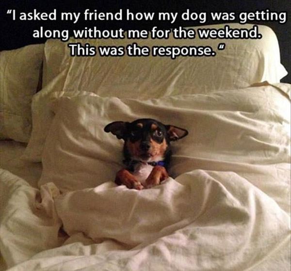 dog sleeping in bed quotes - I asked my friend how my dog was getting along without me for the weekend This was the response."