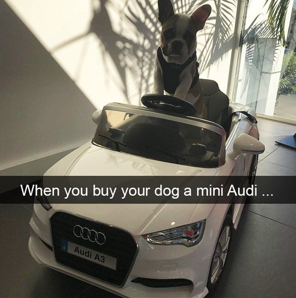 bumper - When you buy your dog a mini Audi ... Audi A3