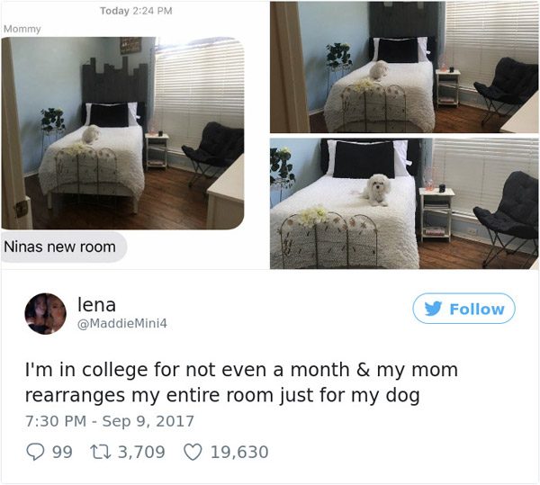 new room memes - Today Mommy Ninas new room lena I'm in college for not even a month & my mom rearranges my entire room just for my dog 9 99 12 3,709 19,630