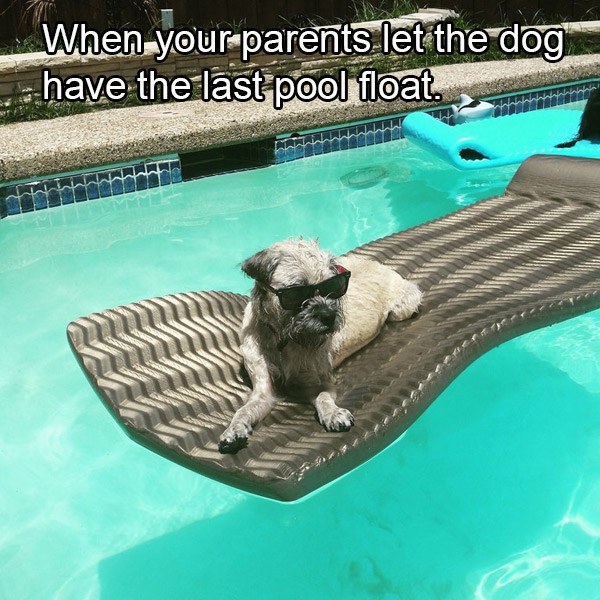 swimming pool - When your parents let the dog have the last pool float.