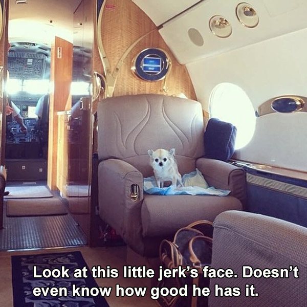 chihuahua on a private jet - Look at this little jerk's face. Doesn't even know how good he has it.