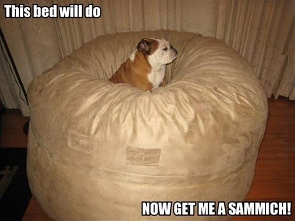 funny bed dog - This bed will do Now Get Me A Sammich!