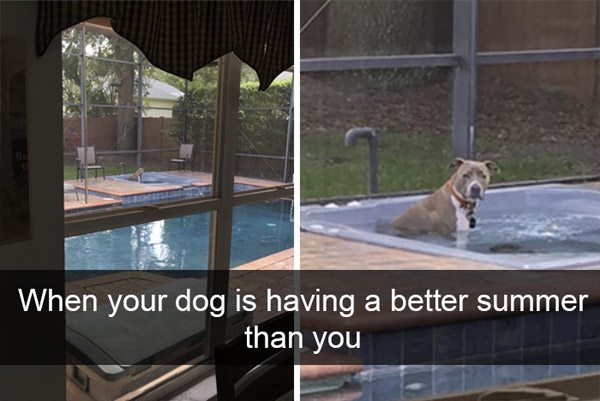 pet - When your dog is having a better summer than you