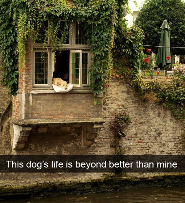 bruges - This dog's life is beyond better than mine