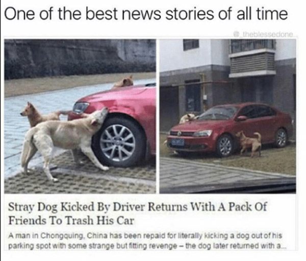 best revenge stories - One of the best news stories of all time Stray Dog Kicked By Driver Returns With A Pack Of Friends To Trash His Car A man in Chongquing, China has been repaid for literally kicking a dog out of his parking spot with some strange but