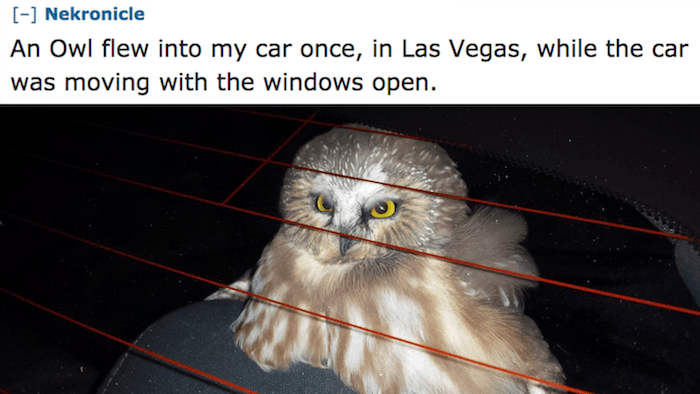 Nekronicle An Owl flew into my car once, in Las Vegas, while the car was moving with the windows open.