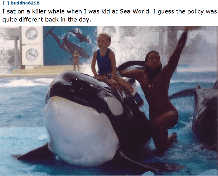 dolphin - buddha8298 I sat on a killer whale when I was kid at Sea World. I guess the policy was quite different back in the day.