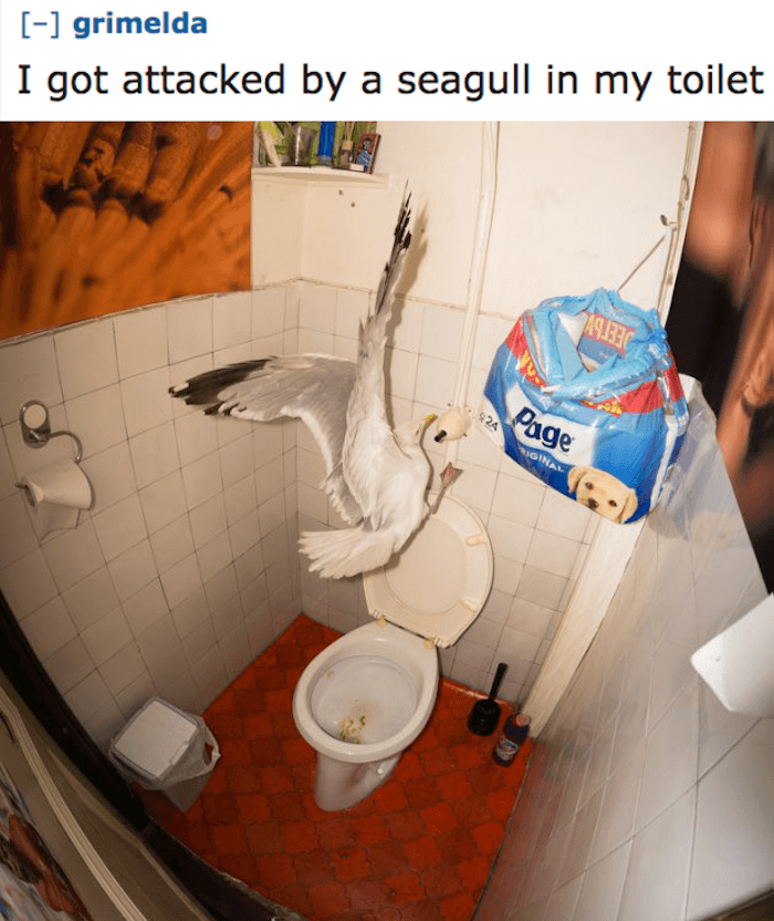 bathroom - grimelda I got attacked by a seagull in my toilet Page Dora