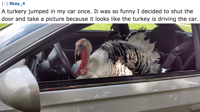 car - Skay_4 A turkery jumped in my car once. It was so funny I decided to shut the door and take a picture because it looks the turkey is driving the car.