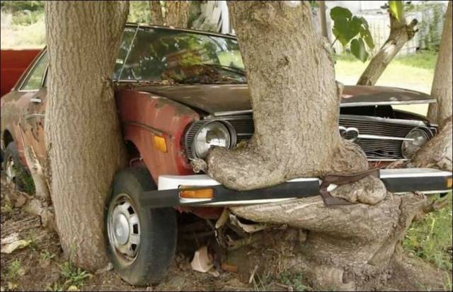 tree grows around car