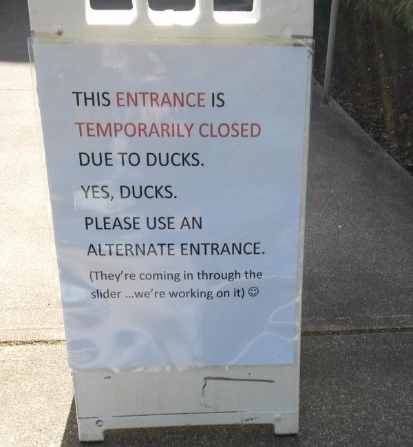 signs that have a story behind them - This Entrance Is Temporarily Closed Due To Ducks. Yes, Ducks. Please Use An Alternate Entrance They're coming in through the slider ...we're working on it
