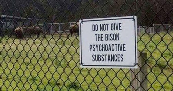 stonehenge - Do Not Give The Bison Psychoactive Substances