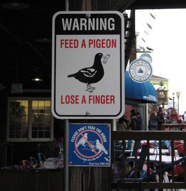 funny signs - Warning Feed A Pigeon Lose A Finger T Feed Te Please Do She Birds Track You! Pier 39