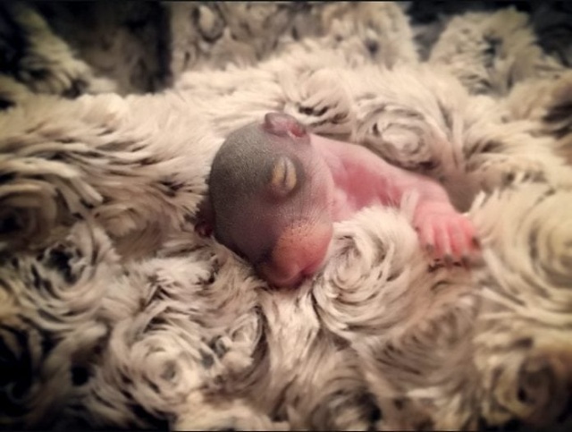 Newborn Squirrel Nursed Back To Life