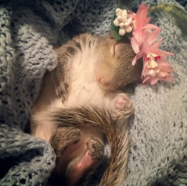 Newborn Squirrel Nursed Back To Life