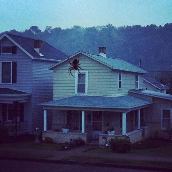 big spider on house