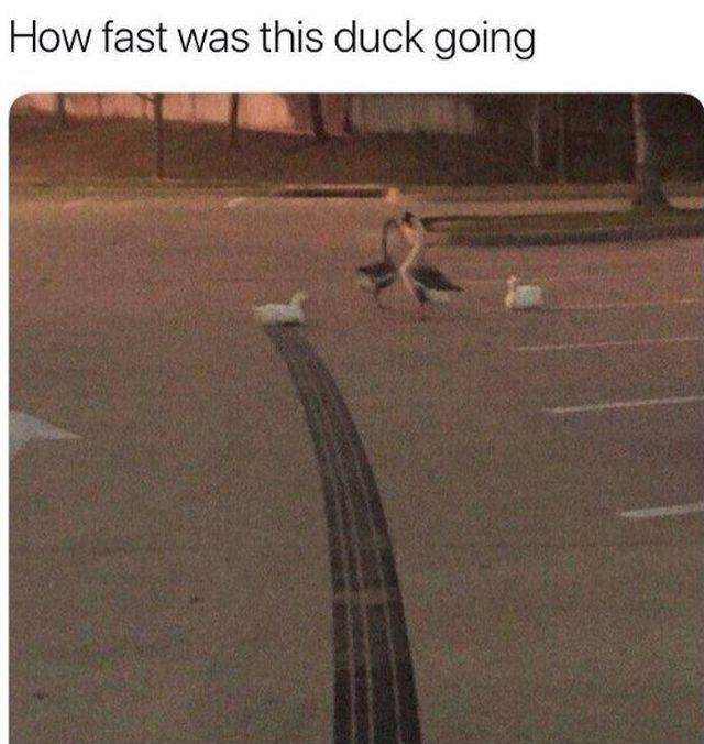 fast was that duck going - How fast was this duck going
