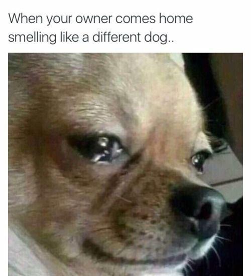meme stream - dog crying - When your owner comes home smelling a different dog.