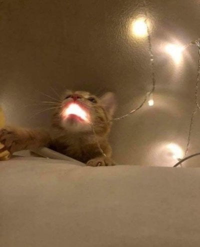 cat glowing mouth