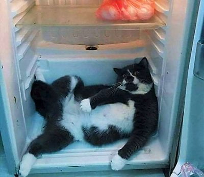 cat inside fridge