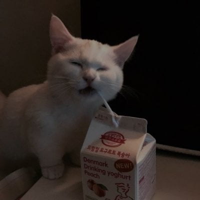 sad aesthetic cats - Dr . Drinking yoghurt New