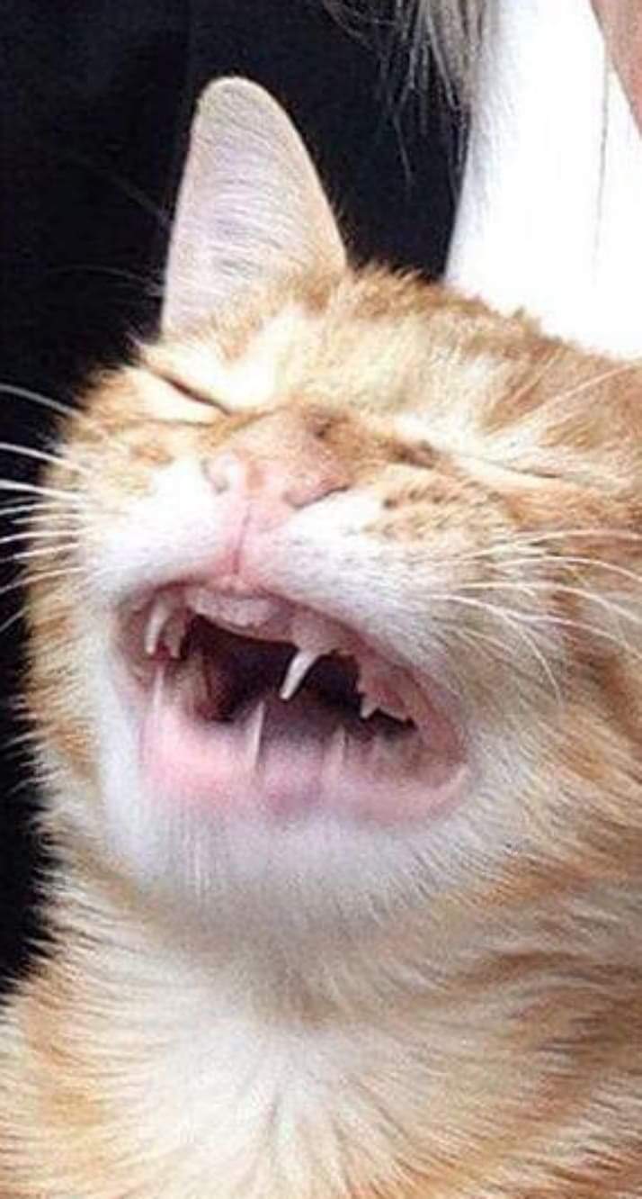 34 Cat photos, that can describe your mood this day