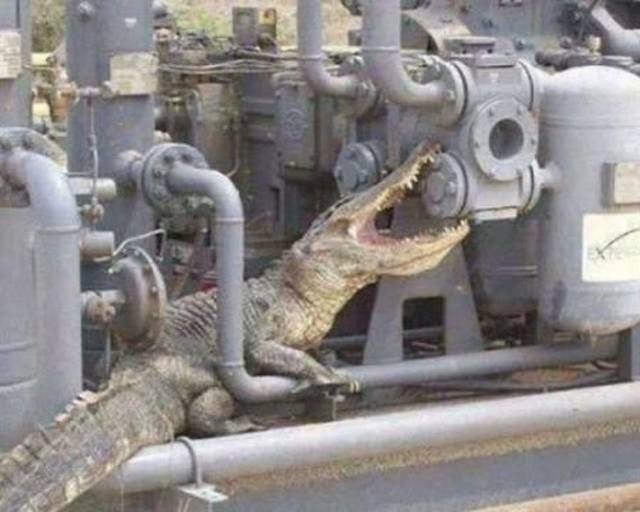 25 Totally WTF PICS That Might Surprise You More Than You Think