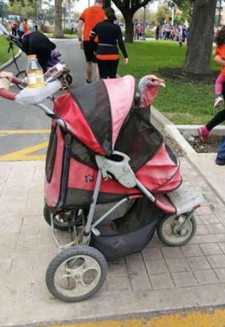 wtf pics -baby carriage