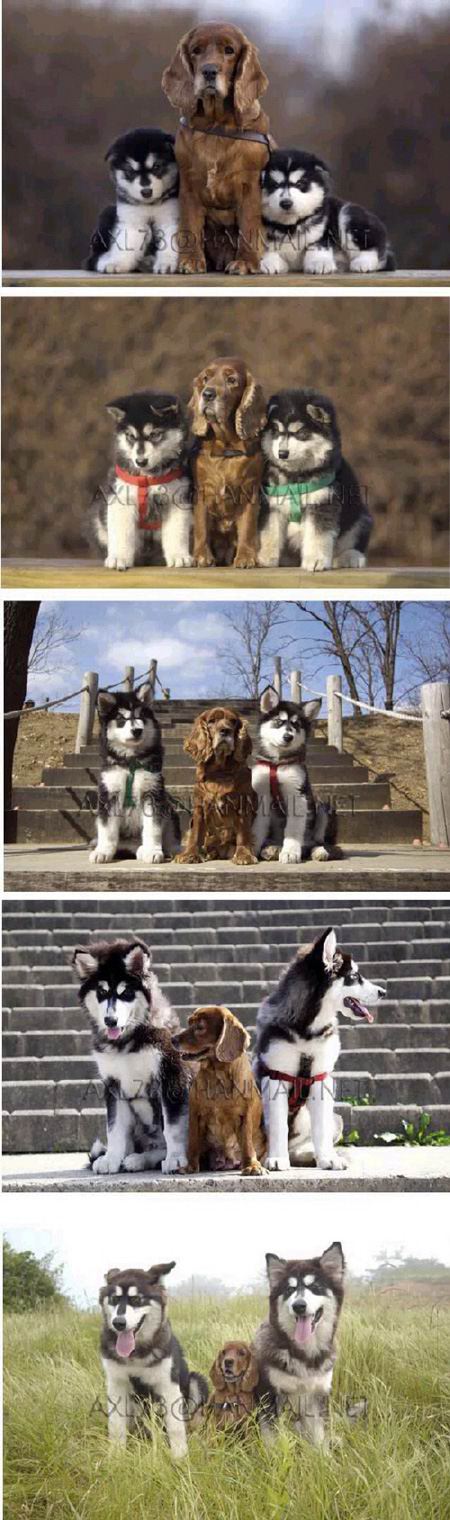 husky growing up - In And