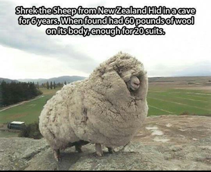 standish community high school - Shrekthe Sheep from New Zealand Hid in a cave for 6 years. When found had 60 pounds of wool on its body enough for 20 suits.