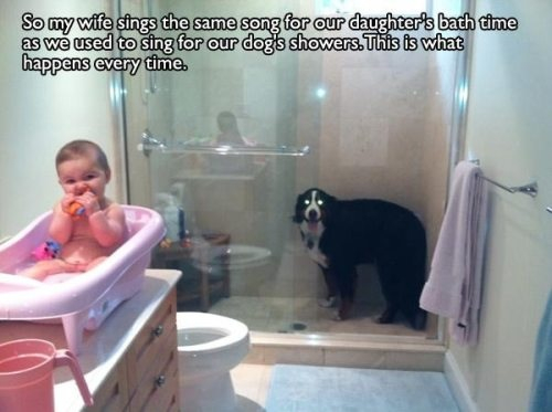funny dog in the bath - So my wife sings the same song for our daughter's bath time as w used to sing for our dogs showers. This is what happens every time.