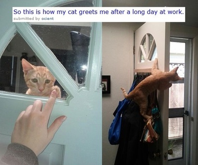 So this is how my cat greets me after a long day at work. submitted by acient