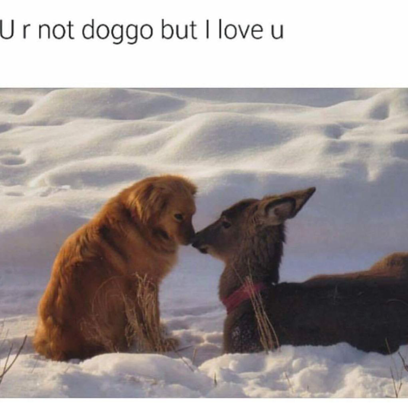 you are not doggo but i love you - Ur not doggo but I love u