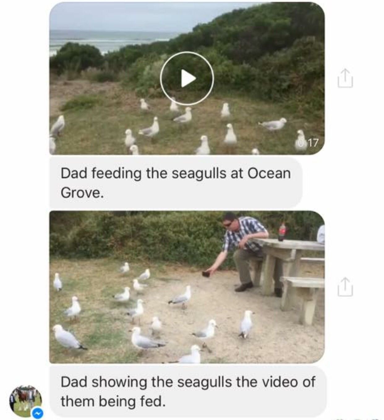 seagulls tumblr posts - 10.17 Dad feeding the seagulls at Ocean Grove. Dad showing the seagulls the video of them being fed.