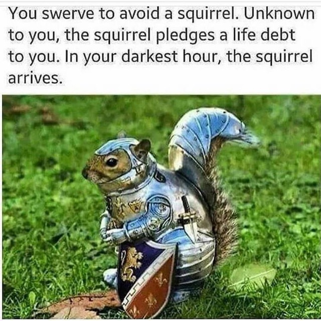 wholesome memes - You swerve to avoid a squirrel. Unknown to you, the squirrel pledges a life debt to you. In your darkest hour, the squirrel arrives.
