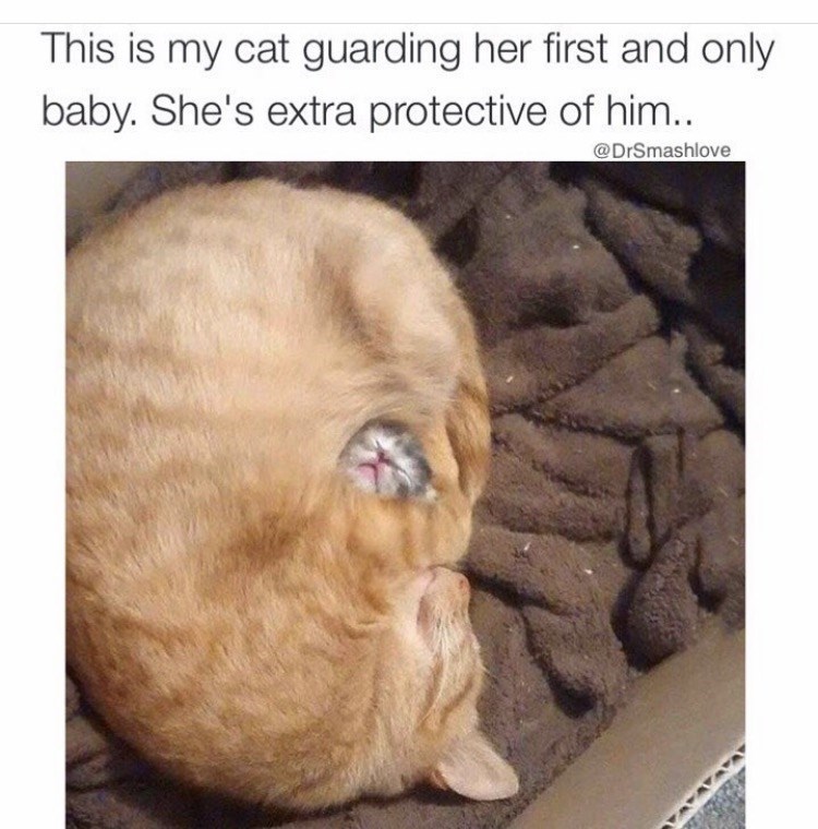 baby cat and mom meme - This is my cat guarding her first and only baby. She's extra protective of him..